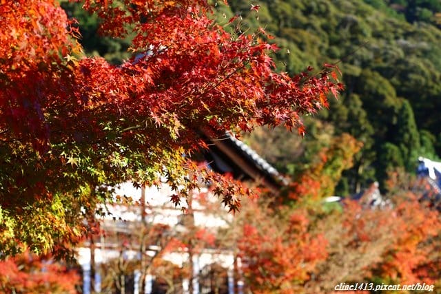 ▌京都賞楓▌必訪名所♥永觀堂♥日楓、夜楓都很迷人