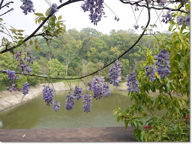 ▌苗栗景點▌苗栗賞桐好地方~清幽寧靜【湖畔花時間】