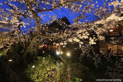▌京都賞櫻▌京都和服體驗♥夢京都♥高台寺店。穿和服漫遊清水寺