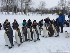 ▌北海道自由行▌♥六天五夜北海道夢幻生日之旅♥(星野渡假村、旭山、小樽、札幌行程規劃、住宿、景點分享) - 第143張圖 ▌北海道自由行▌♥六天五夜北海道夢幻生日之旅♥(星野渡假村、旭山、小樽、札幌行程規劃、住宿、景點分享)
