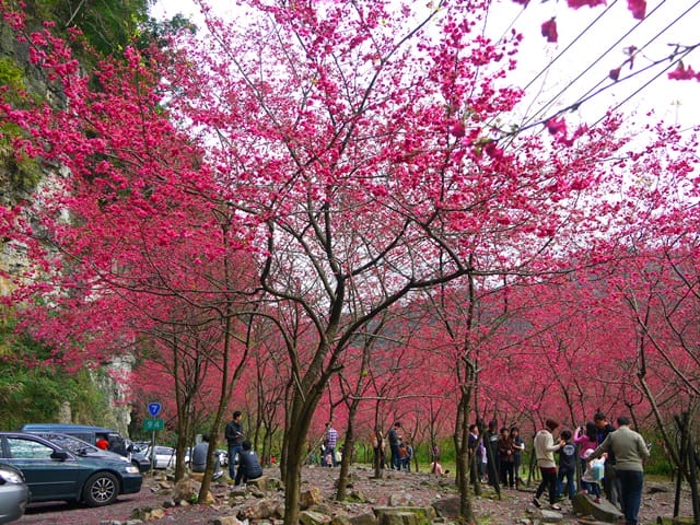 【宜蘭景點】安貴妃拜年♥ 宜蘭三星米香銀柳節♥大同鄉秘境牛鬥賞櫻 ♥