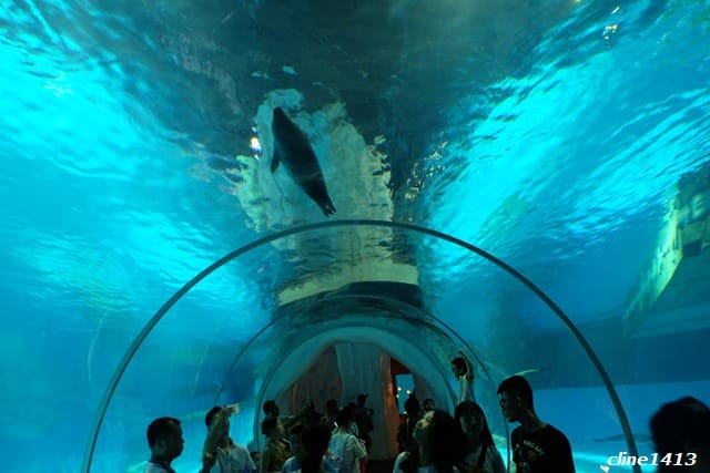 ▌2016香港親子行▌♥香港海洋公園Ocean Park Hong Kong ♥三天兩夜精彩行程分享(海洋公園夏水禮、海綿寶寶夏水派對)
