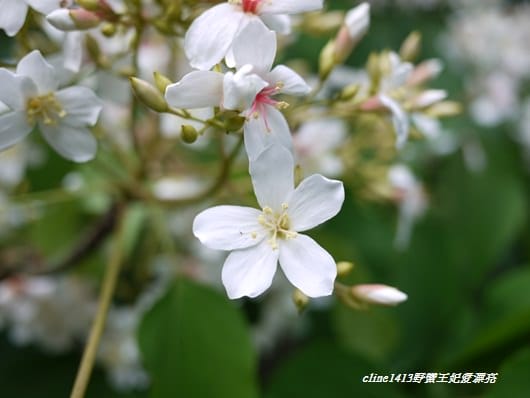 【旅遊】二訪宜蘭˙湖畔莊園& 梅花湖畔遇見桐花