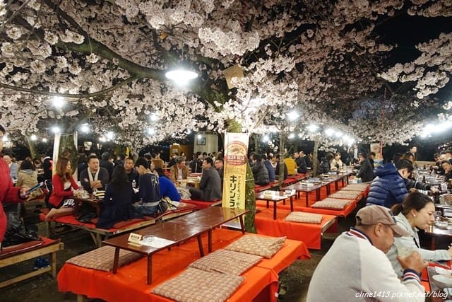 ▌京都。賞櫻▌♥京都十大賞櫻景點、賞櫻路線♥2016日本櫻花情報分享