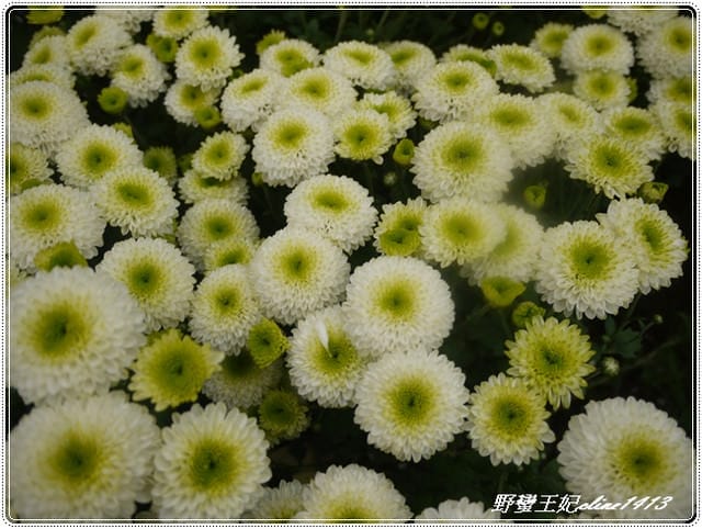 越夜越美麗˙花博走馬看花初體驗 - 第26張圖 越夜越美麗˙花博走馬看花初體驗
