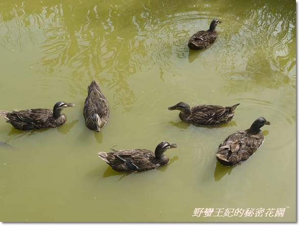 【苗栗景點】全台唯一湖中島~日新島水榭樓台島上咖啡