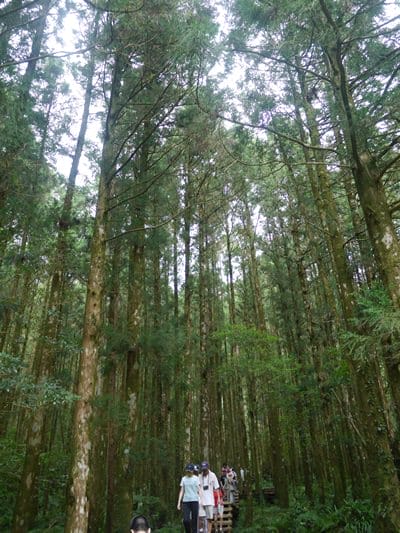 ▌宜蘭景點▌美如仙境的避暑盛地♥ 明池森林遊樂園區♥
