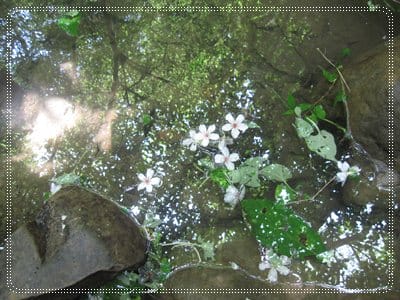 土城桐花季*遊*桐花 - 第13張圖 土城桐花季*遊*桐花