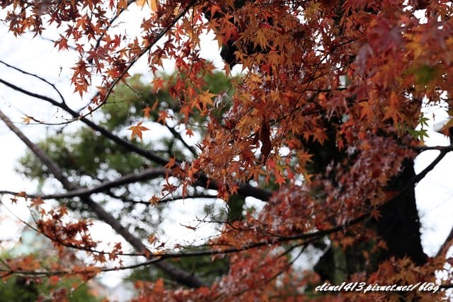 ▌清水寺 ▌京都賞楓必訪景點♥清水寺♥絕美夜楓!京阪賞楓自由行行程分享By陽光男孩