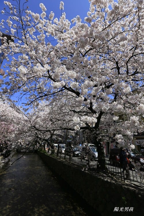 ▌京都。賞櫻▌♥京都十大賞櫻景點、賞櫻路線♥2016日本櫻花情報分享