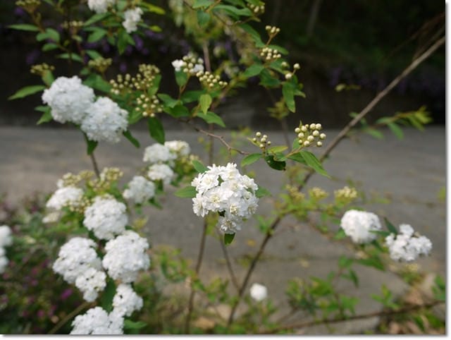 ▌苗栗景點▌苗栗賞桐好地方~清幽寧靜【湖畔花時間】