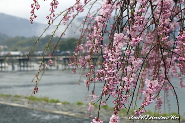 _MG_8395 _MG_8395
