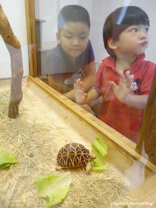 ▌宜蘭民宿▌童話般的樹屋在房裡♥窩久久民宿♥小孩們瘋狂的親子民宿
