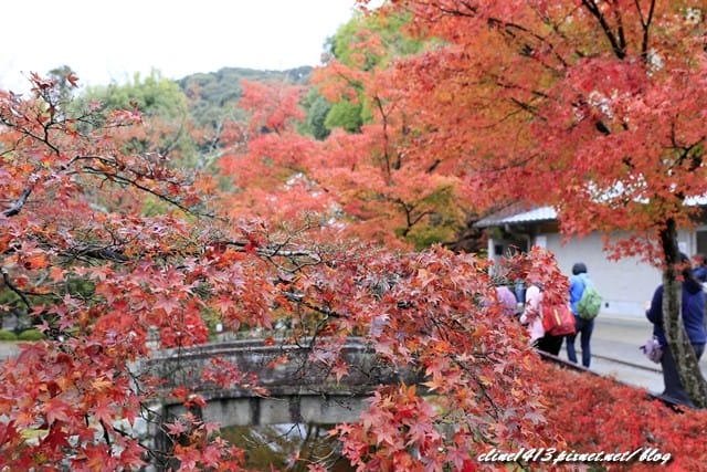 ▌清水寺 ▌京都賞楓必訪景點♥清水寺♥絕美夜楓!京阪賞楓自由行行程分享By陽光男孩