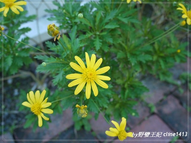 ▌花蓮民宿▌秋天˙我們相約在~花見幸福[景觀篇]