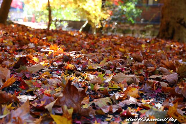 ▌京都賞楓▌京都賞楓名所♥瑠璃光院♥絕美夢幻的紅葉美景by陽光男孩