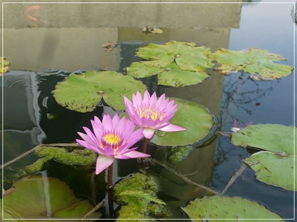 【分享】哇! 有天然湧泉的˙宜蘭【雲天楓泉】民宿