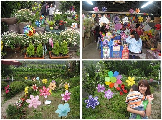 浪漫海芋季<苗榜>&海芋花賞 - 第30張圖 浪漫海芋季<苗榜>&海芋花賞