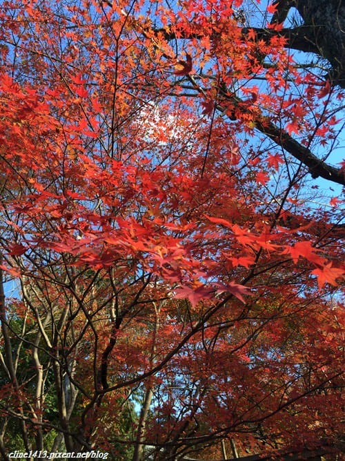 ▌京都賞楓▌♥蓮華寺♥小景卻意外讓人驚豔的楓葉美景