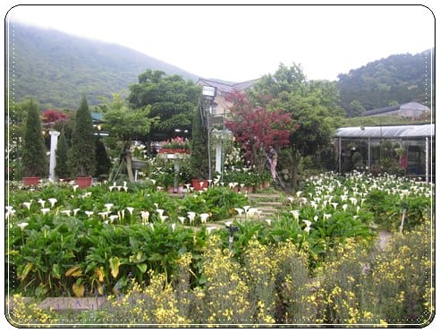 浪漫海芋季<苗榜>&海芋花賞 - 第10張圖 浪漫海芋季<苗榜>&海芋花賞