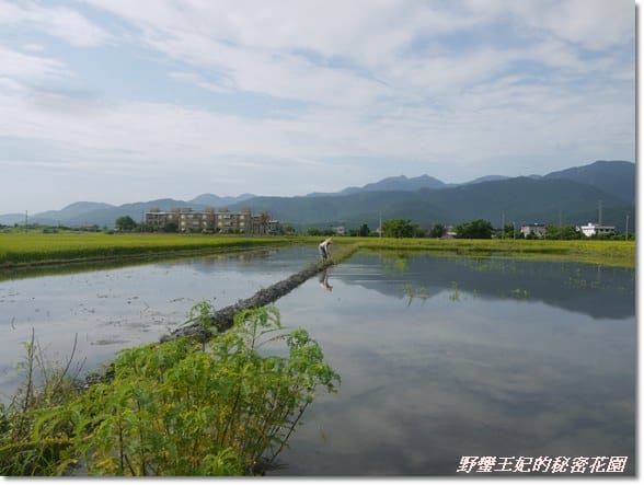 【推薦】令人難忘的田園美景~宜蘭【春不老驛站】民宿˙景觀篇
