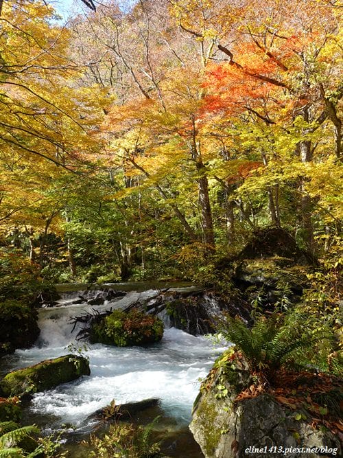 ▌日本東北賞楓▌絕美賞楓景點♥奧入瀨溪流散策♥彷彿走進畫布裡的美景