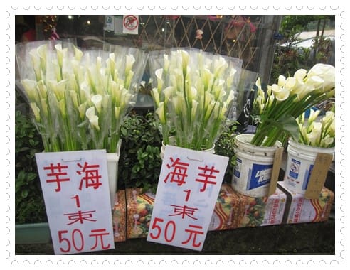 浪漫海芋季<苗榜>&海芋花賞 - 第29張圖 浪漫海芋季<苗榜>&海芋花賞