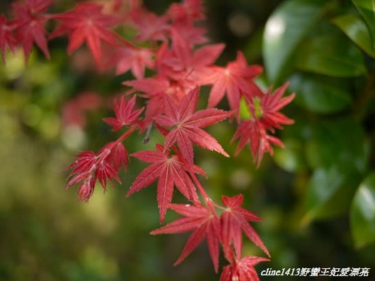 ♥ 迷人的四月楓紅 ♥ 陽明山台北奧萬大