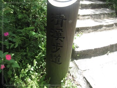 土城桐花季*遊*桐花 - 第18張圖 土城桐花季*遊*桐花