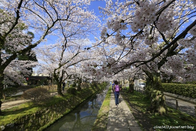 ▌京都。賞櫻▌♥京都十大賞櫻景點、賞櫻路線♥2016日本櫻花情報分享
