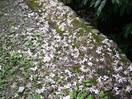 【旅遊】二訪宜蘭˙湖畔莊園& 梅花湖畔遇見桐花