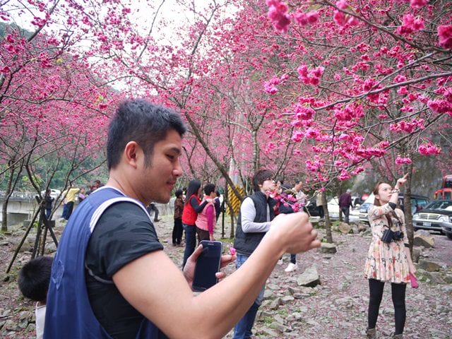 【宜蘭景點】安貴妃拜年♥ 宜蘭三星米香銀柳節♥大同鄉秘境牛鬥賞櫻 ♥