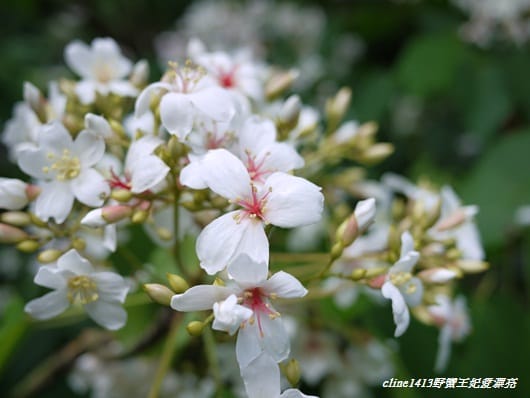 【旅遊】二訪宜蘭˙湖畔莊園& 梅花湖畔遇見桐花
