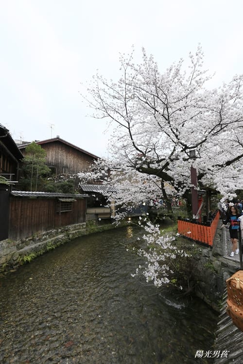 ▌京都。賞櫻▌♥京都十大賞櫻景點、賞櫻路線♥2016日本櫻花情報分享