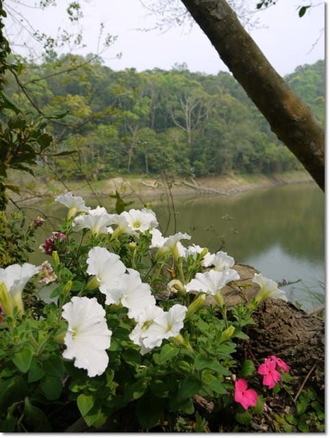 ▌苗栗景點▌苗栗賞桐好地方~清幽寧靜【湖畔花時間】