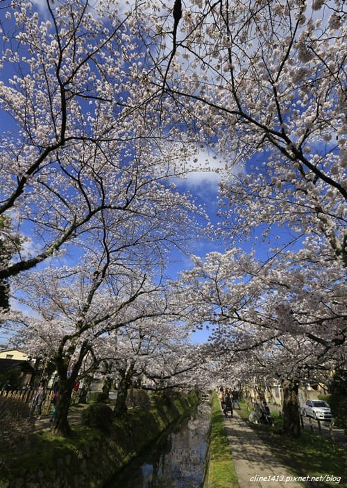 ▌京都。賞櫻▌♥京都十大賞櫻景點、賞櫻路線♥2016日本櫻花情報分享