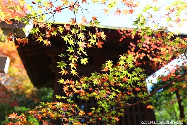 ▌京都賞楓▌♥蓮華寺♥小景卻意外讓人驚豔的楓葉美景