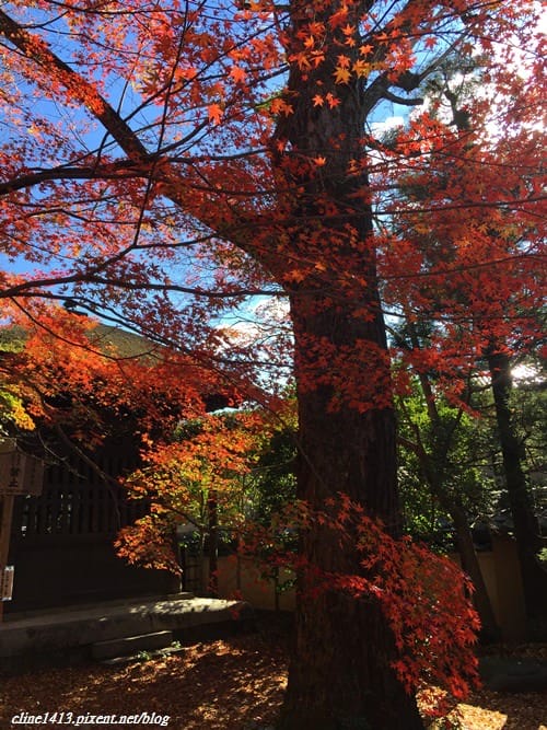 ▌京都賞楓▌♥蓮華寺♥小景卻意外讓人驚豔的楓葉美景