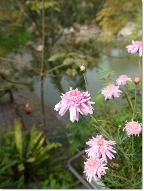 ▌苗栗景點▌苗栗賞桐好地方~清幽寧靜【湖畔花時間】