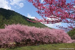 ▌2015天元宮賞櫻▌跟著櫻花去旅行♥淡水天元宮♥吉野櫻大滿開。一個人的追櫻記(3/16花況)