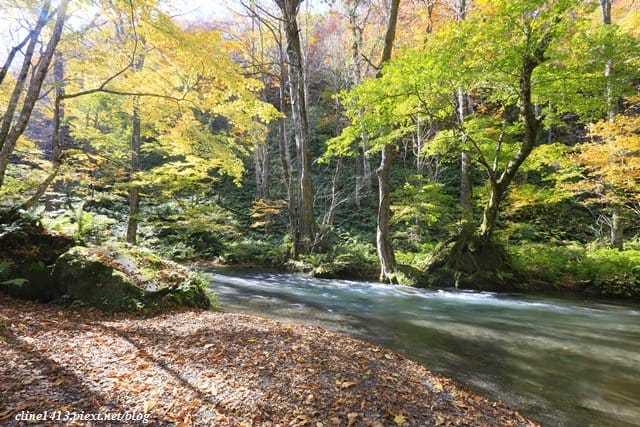 ▌日本東北賞楓▌絕美賞楓景點♥奧入瀨溪流散策♥彷彿走進畫布裡的美景