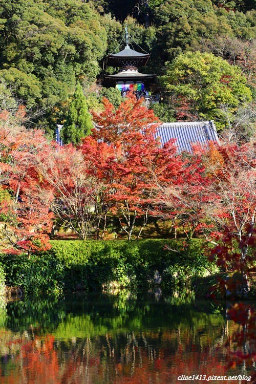 ▌京都賞楓▌必訪名所♥永觀堂♥日楓、夜楓都很迷人