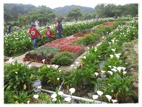 浪漫海芋季<苗榜>&海芋花賞 - 第20張圖 浪漫海芋季<苗榜>&海芋花賞