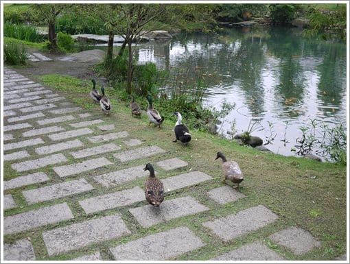 ▌宜蘭民宿▌五彩繽紛的親子民宿 ♥ 水岸森林 ♥