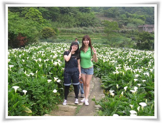 浪漫海芋季<苗榜>&海芋花賞 - 第22張圖 浪漫海芋季<苗榜>&海芋花賞