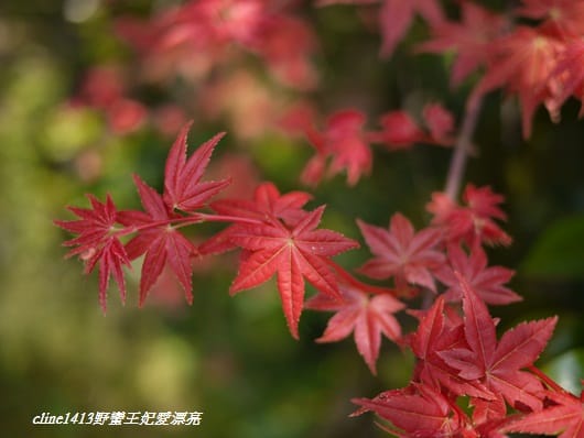 ♥ 迷人的四月楓紅 ♥ 陽明山台北奧萬大