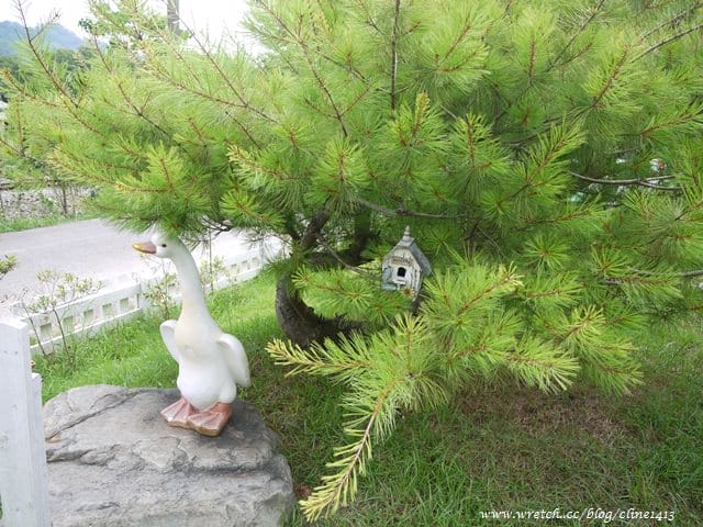 ▌苗栗景觀餐廳▌苗栗三義♥青松自在♥超可愛童話玻璃屋