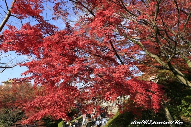 ▌清水寺 ▌京都賞楓必訪景點♥清水寺♥絕美夜楓!京阪賞楓自由行行程分享By陽光男孩