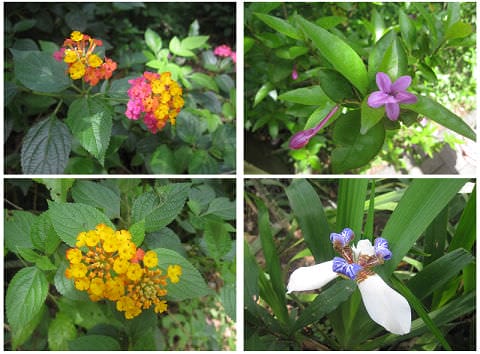 土城桐花季*遊*桐花 - 第6張圖 土城桐花季*遊*桐花