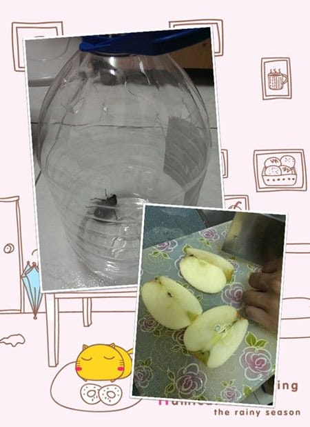 ▌三寶媽碎碎念▌男子舍監的辛酸誰人知?(我與甲蟲的愛恨情仇)
